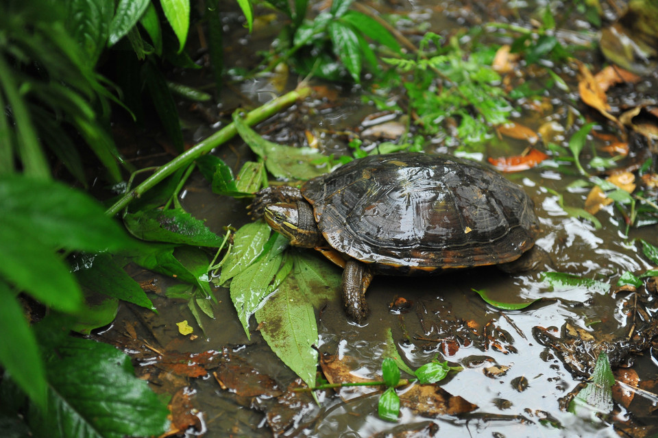 Rùa trung bộ đặc hữu của Việt Nam được nuôi dưỡng bán hoang dã tại trung tâm. (Ảnh: Minh Đức/TTXVN)