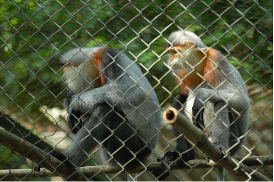 Tỷ lệ sinh sản của các loài này rất cao, với 5 cá thể Voọc mông trắng đến từ tự nhiên đã cho sinh sản được 5 cá thể và 10 cá thể Voọc Hà Tĩnh đã cho sinh sản 16 cá thể tại đây. (Nguồn: VQGCP)