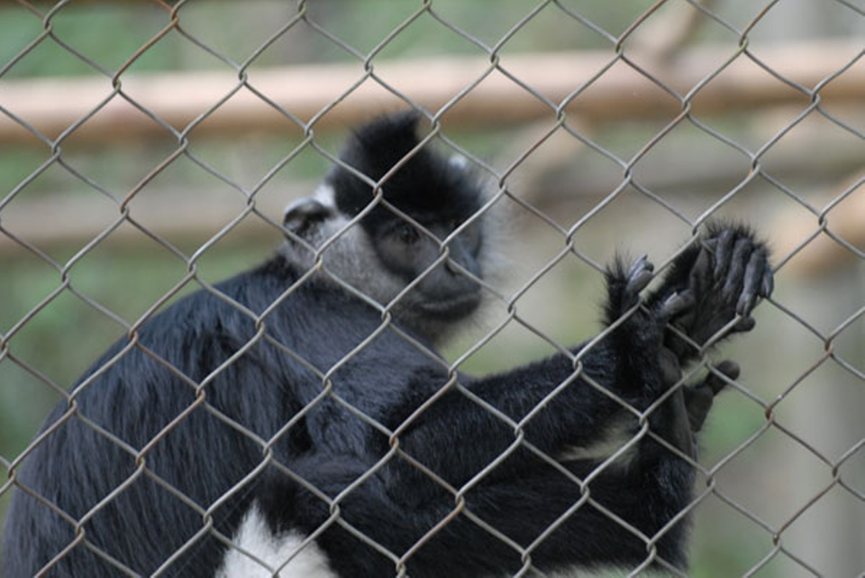 Hiện tại "gia đình linh trưởng" có 3 loài linh trưởng là voọc Mông trắng, voọc Hà Tĩnh, voọc Chà vá chân xám. (Nguồn: VQGCP)