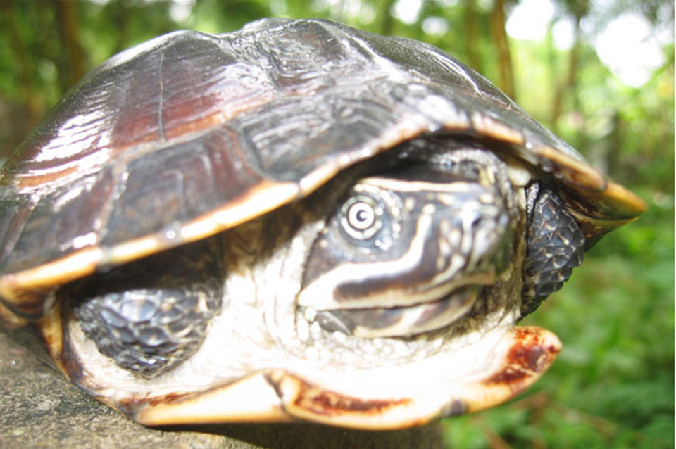  (Ảnh: TCC cung cấp)