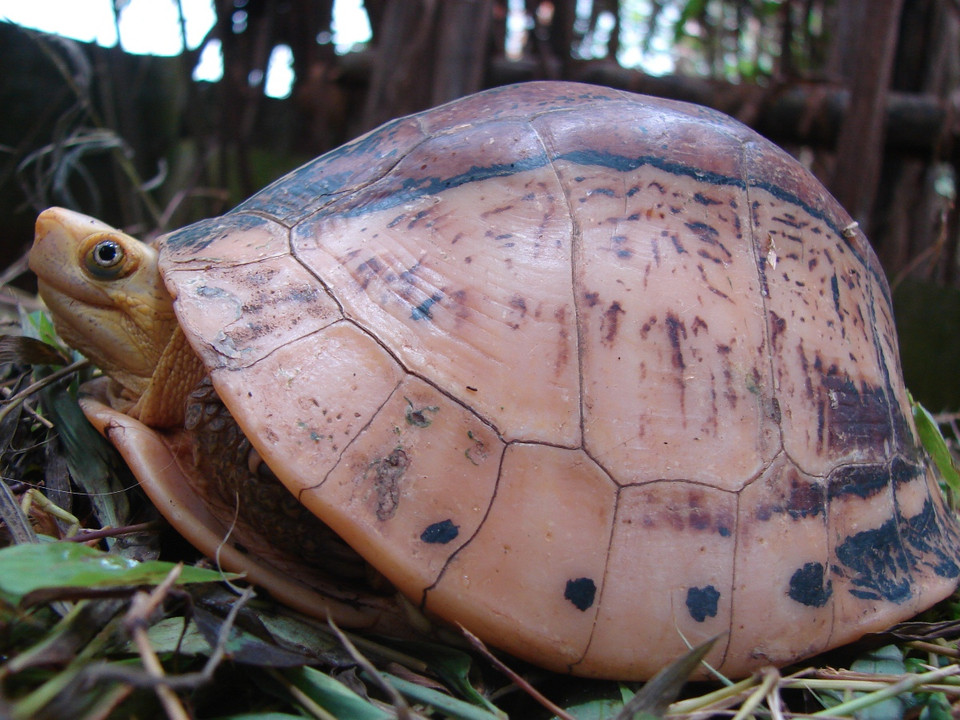 Chương trình nghiên cứu sinh thái và bảo tồn rùa tại Vườn Quốc gia Cúc Phương được thành lập từ năm 1998. (Ảnh: TCC cung cấp)