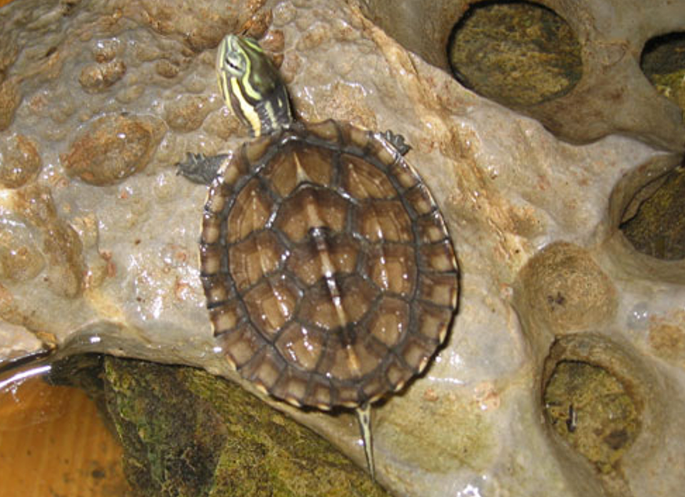  Trung tâm bảo tồn rùa Vườn quốc gia Cúc Phương (Cuc Phuong Turtle Conservation Centre, viết tắt là TCC) được thành lập bởi quĩ hỗ trợ bảo tồn động thực vật hoang dã thế giới FFI năm 1998. (Ảnh: TCC cung cấp)