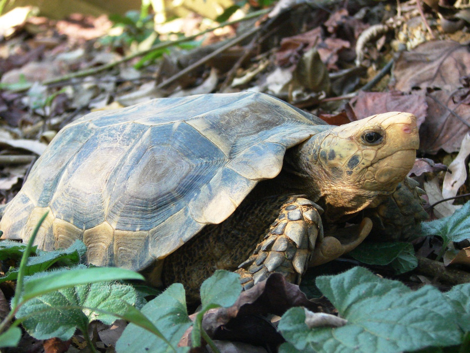  Hiện "ngôi nhà rùa" có hơn 900 cá thể đang được chăm sóc (Ảnh: TCC cung cấp)