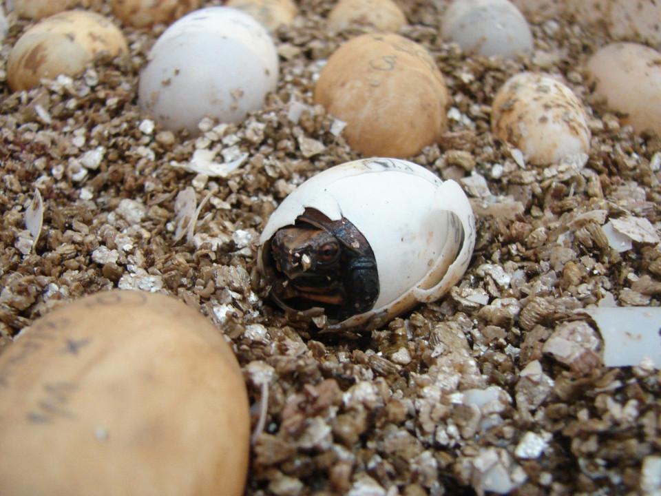 Phần lớn chúng được chuyển giao từ lực lượng bảo vệ động vật hoang dã, các vụ buôn bán trái phép và được sinh sản tại trung tâm.(Ảnh: TCC cung cấp)