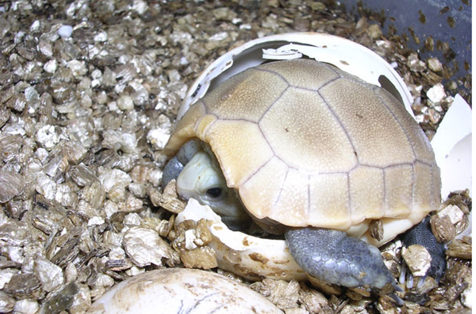 “Ngôi nhà rùa" có diện tích khoảng 7.000 m2 bao gồm các hệ thống chuồng, bể nước, và khu sinh sản. (Ảnh: TCC cung cấp)