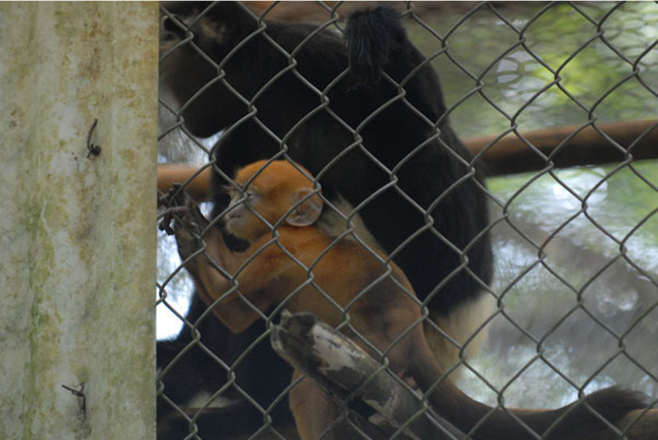 Bên cạnh nhiệm vụ cứu hộ, Trung tâm còn tiến hành một số nội dung rất quan trọng khác như chương trình tái thả động vật vào trong tự nhiên. (Nguồn: VQGCP)