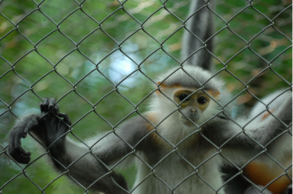 Trung tâm cứu hộ Linh trưởng nguy cấp Cúc Phương được xây dựng từ đầu năm 1994, với cơ sở ban đầu là khu chuồng nuôi 2 cá thể Voọc mông trắng và Voọc Hà Tĩnh tịch thu được. (Nguồn: VQGCP)