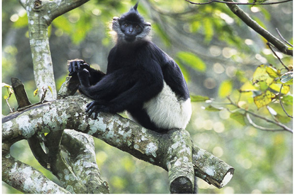 Đến nay, Trung tâm này đang cứu hộ và nuôi dưỡng khoảng hơn 160 cá thể của 15 loài và phân loài sinh trưởng và phát triển tốt. (Nguồn: VQGCP)
