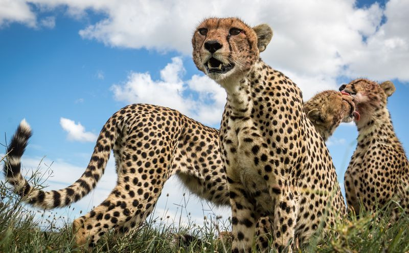 Gia đình báo cheetahs ở Vườn quốc gia Serengeti của Tanzania. (Nguồn: NatGeo)