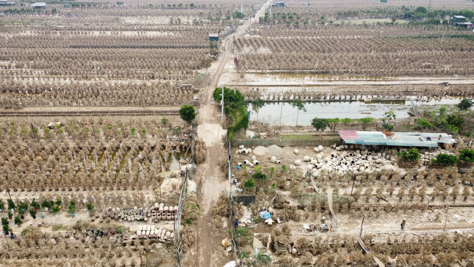 Phần lớn diện tích trồng quất của người dân làng nghề truyền thống quất cảnh Tứ Liên bị hư hại do ảnh hưởng của cơn bão số 3. (Ảnh: Hoàng Hiếu/TTXVN)