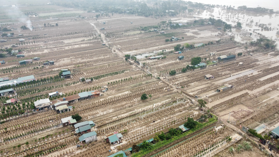 Hơn 20 ha trồng quất của Làng nghề Quất truyền thống Tứ Liên ven sông Hồng bị hư hỏng, mất trắng sau đợt ngập lịch sử. (Ảnh: Hoàng Hiếu/TTXVN)