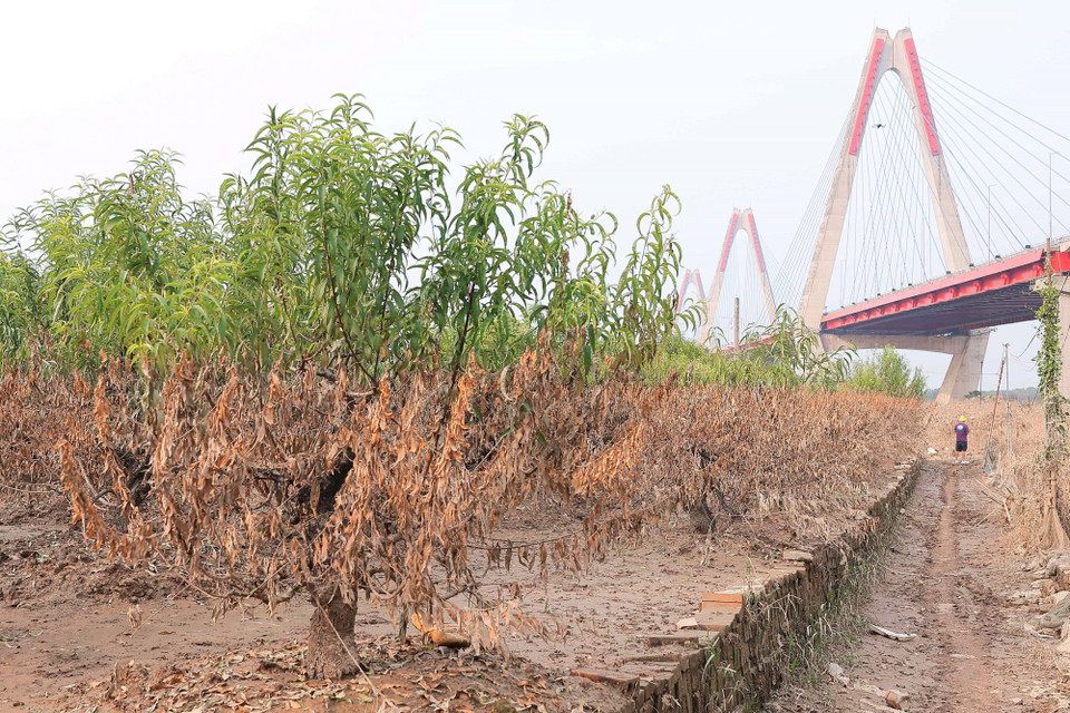 Màu sắc tương phản của đào Nhật Tân sau khi nước sông Hồng rút. (Ảnh: Hoàng Hiếu/TTXVN)