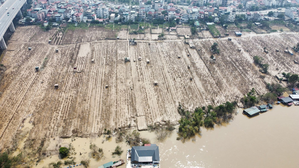 Vẻ xác xơ một màu nâu đất trên diện tích trồng đào Nhật Tân. (Ảnh: Hoàng Hiếu/TTXVN)