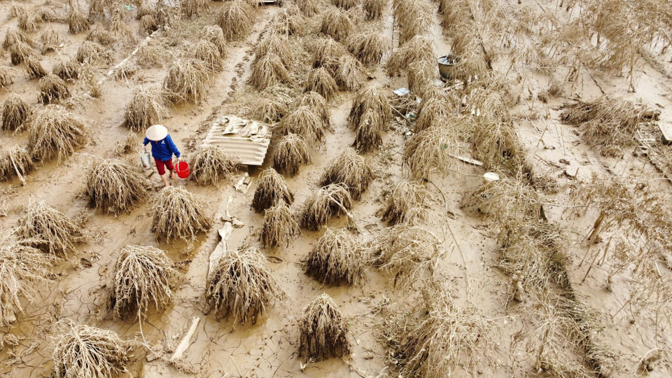 Ngập nước lâu ngày khiến nhiều diện tích trồng đào làng Phú Thượng chết do thối rễ. (Ảnh: Hoàng Hiếu/TTXVN)