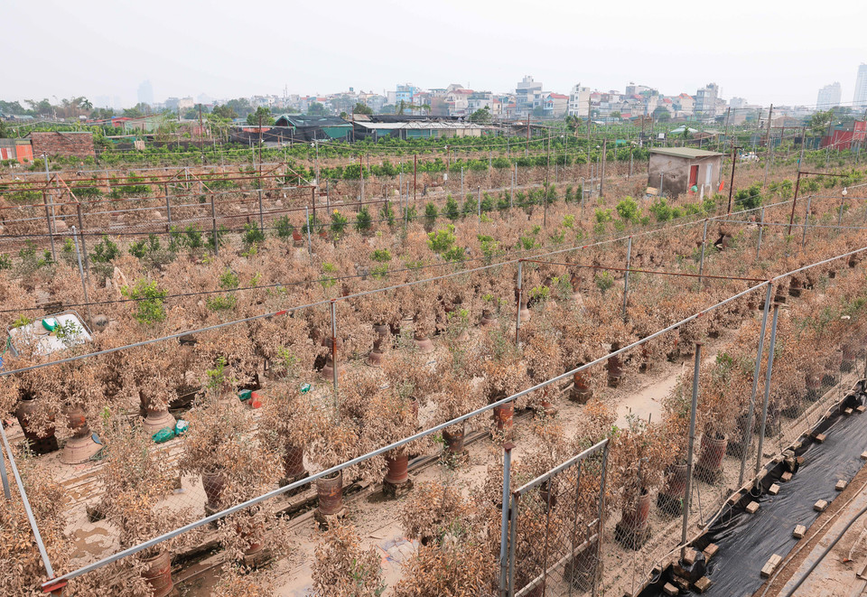 Làng nghề trồng quất cảnh Tứ Liên có 40 ha trồng quất (30 ha quất cảnh, 10 ha quất thương phẩm) thì 20 ha bị mất trắng, 12 ha bị hư hỏng, 2/3 do ngập nước. (Ảnh: Hoàng Hiếu/TTXVN)