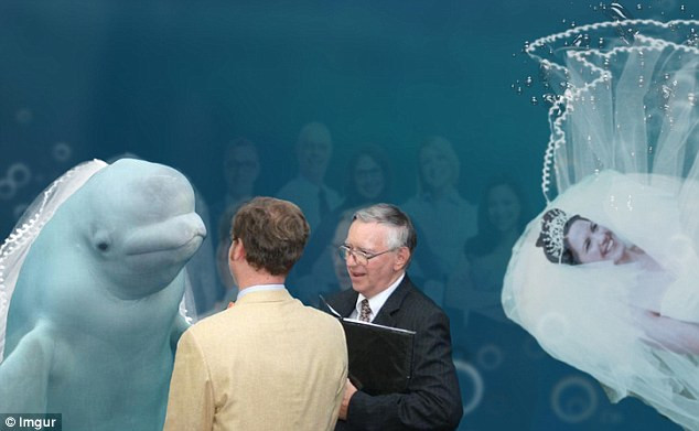 Con cá voi beluga trở thành 'cô dâu' bất đắc dĩ. (Nguồn: Imgur)