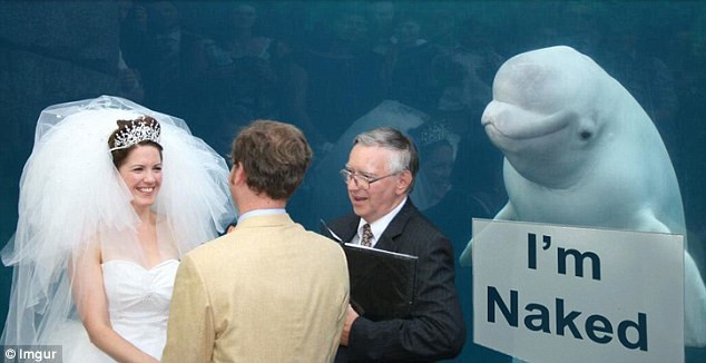 Chú cá voi beluga phía sau cô dâu, chú rể đã bất ngờ trở thành tâm điểm khi các thành viên trên mạng Reddit sử dụng photoshop để tạo ra những bức ảnh vô cùng hài hước, thú vị. (Nguồn: Reddit)