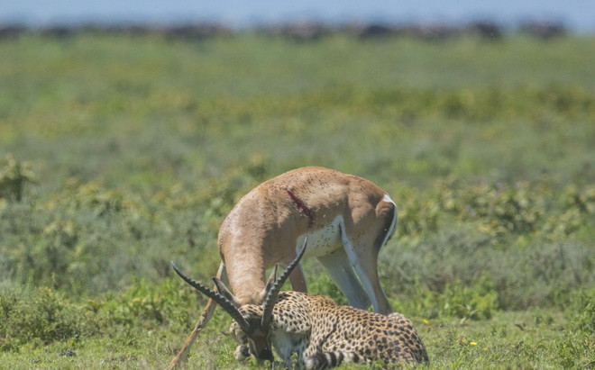 Con linh dương bị thương khá nặng ở chân. (Nguồn: Caters News Agency)