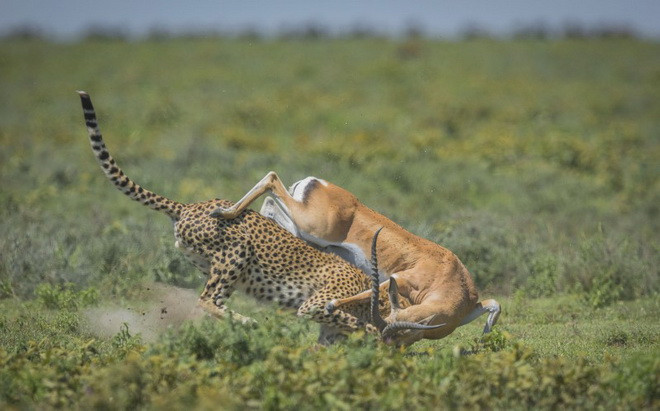 Linh dương bị con báo tóm chặt. (Nguồn: Caters News Agency)