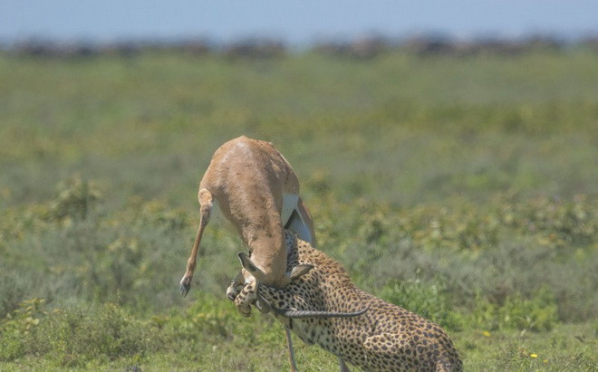 Con báo cố gắng vật ngã chú linh dương. (Nguồn: Caters News Agency)