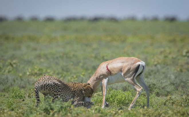 Mục tiêu của con báo đói là chú linh dương. (Nguồn: Caters News Agency)