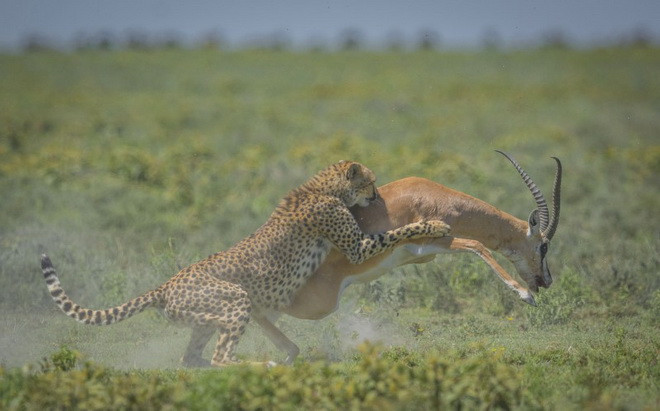 Chú linh dương cố gắng hết sức để chạy thoát. (Nguồn: Caters News Agency)