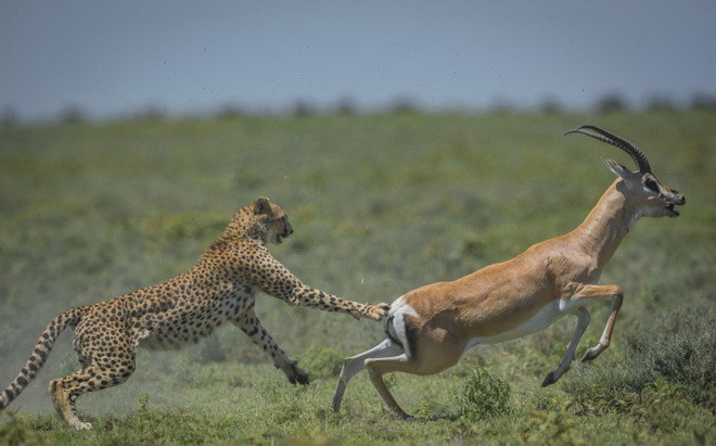 Sau những nỗ lực không biết mệt mỏi, con linh dương đã thoát khỏi 'lưỡi hái tử thần.' (Nguồn: Caters News Agency)