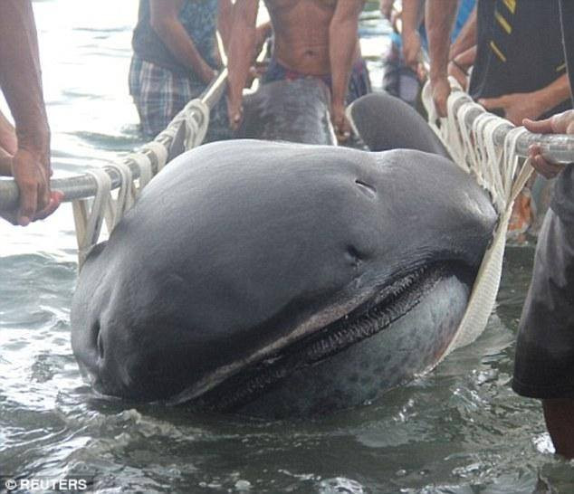 Loài cá mập trên có tên khoa học là Megamouth. (Nguồn: Daily Mail)