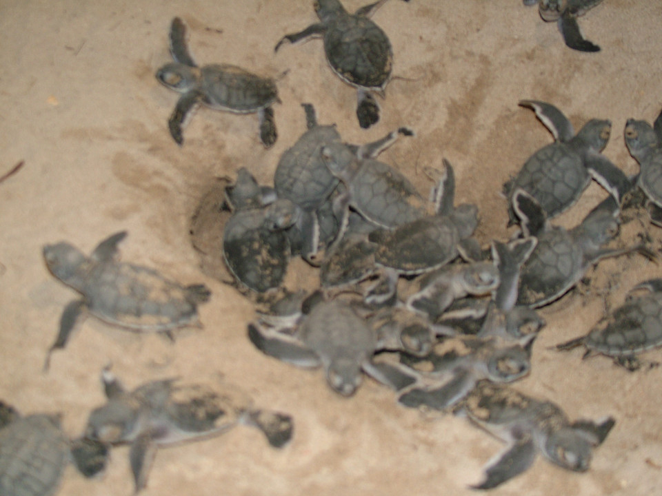 Sau khi rùa nở, 2-3 ngày rùa con nằm ở dưới tổ, rùa con sẽ tự ngoi lên khỏi mặt đất chủ yếu vào ban đêm, lúc trời mát và thủy triều lên cao bò xuống bãi và hướng thẳng ra đại dương bằng cách cảm nhận ánh sáng các vì sao, thủy triều và từ trường Trái đất. Rùa con bơi liên tục trong 1-2 ngày trong trạng thái được gọi là "bơi trong mê" để càng xa bờ càng tốt. (Ảnh: TTXVN phát)