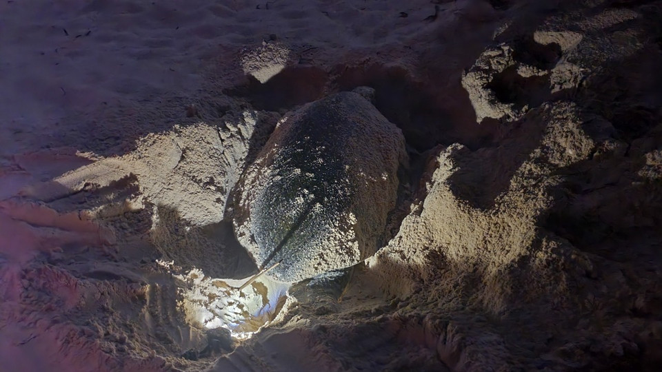 Hình ảnh rùa lên Bãi Cát Lớn-Hòn Bảy Cạnh ở Vườn quốc gia Côn Đảo đẻ trứng. (Ảnh: TTXVN phát)