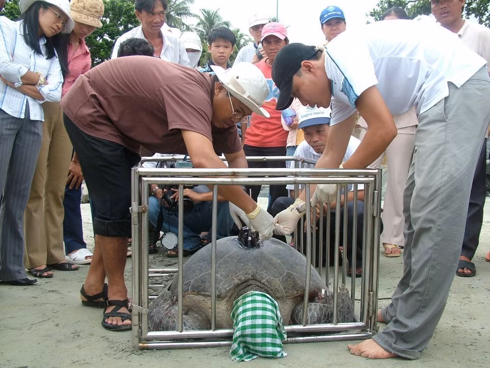 Vườn quốc gia Côn Đảo đã đeo máy định vị theo dõi đường di cư cho 10 cá thể rùa mẹ. (Ảnh: TTXVN phát)