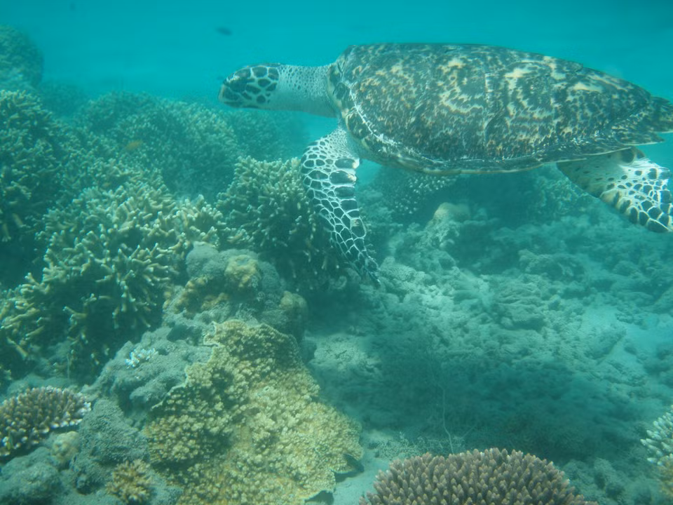 Đồi mồi được ghi nhận tại vùng biển Côn Đảo. (Ảnh: TTXVN phát)