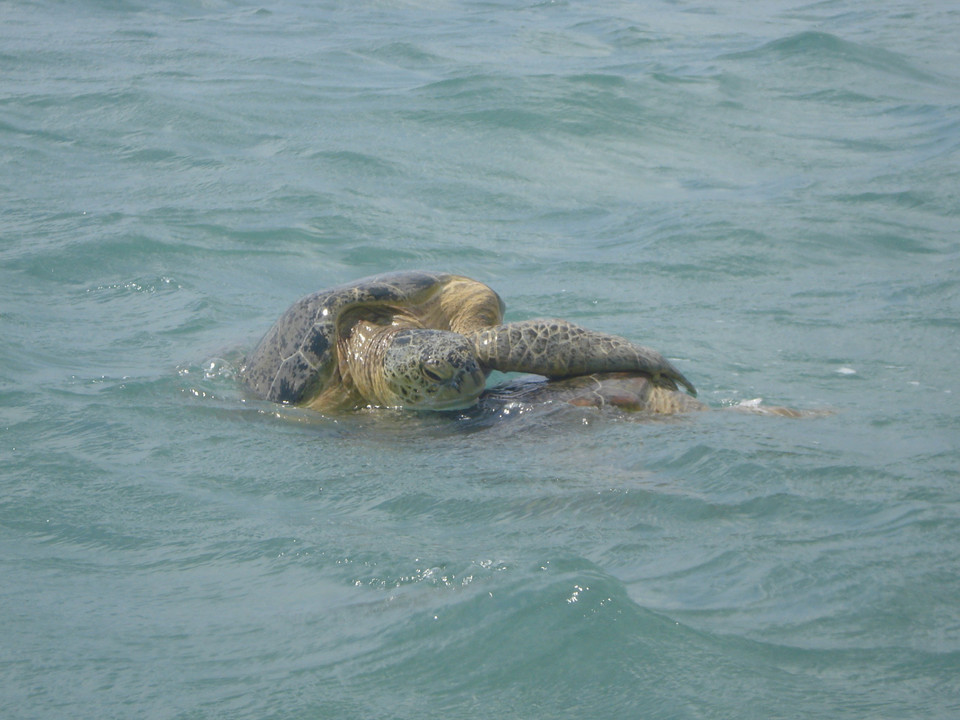 Rùa xanh bắt cặp ngoài khơi vùng biển Côn Đảo. (Ảnh: TTXVN phát)