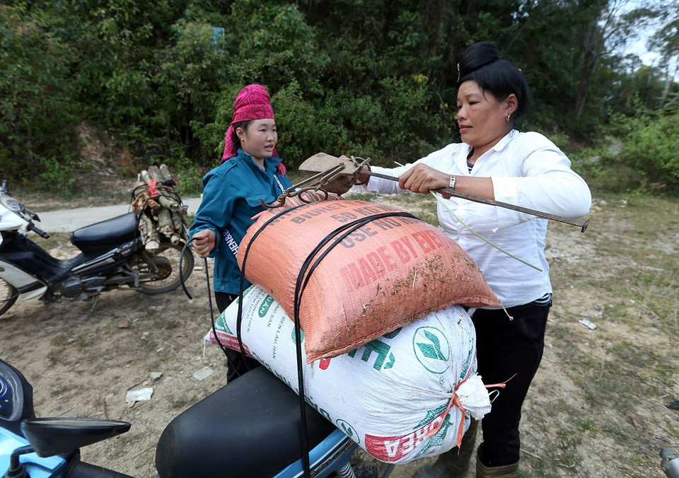 Thu mua hạt dẻ rừng. (Ảnh: Phan Tuấn Anh/TTXVN)