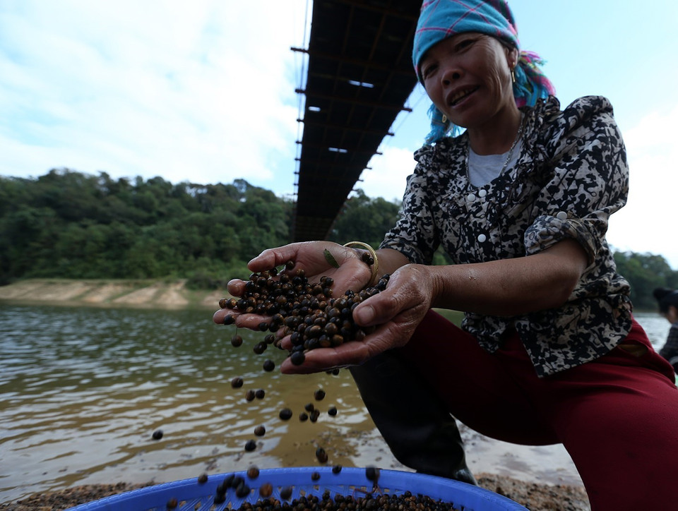Hạt dẻ vùng cao chỉ to hơn đầu đũa một chút, nhân hạt chắc, trắng tinh, khi rang chín có mùi rất thơm. (Ảnh: Phan Tuấn Anh/TTXVN)