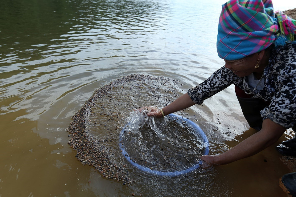 Hạt dẻ chỉ cần rửa qua nước rồi phơi nắng là có thể rang và ăn được ngay. (Ảnh: Phan Tuấn Anh/TTXVN)