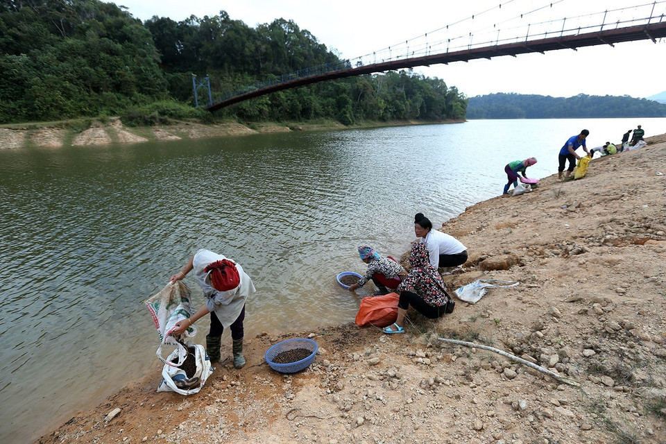 Người dân Pá Khoang sau khi thu hoạch hạt dẻ trên rừng đều đem về rửa qua rồi bán cho những người thu mua. (Ảnh: Phan Tuấn Anh/TTXVN)