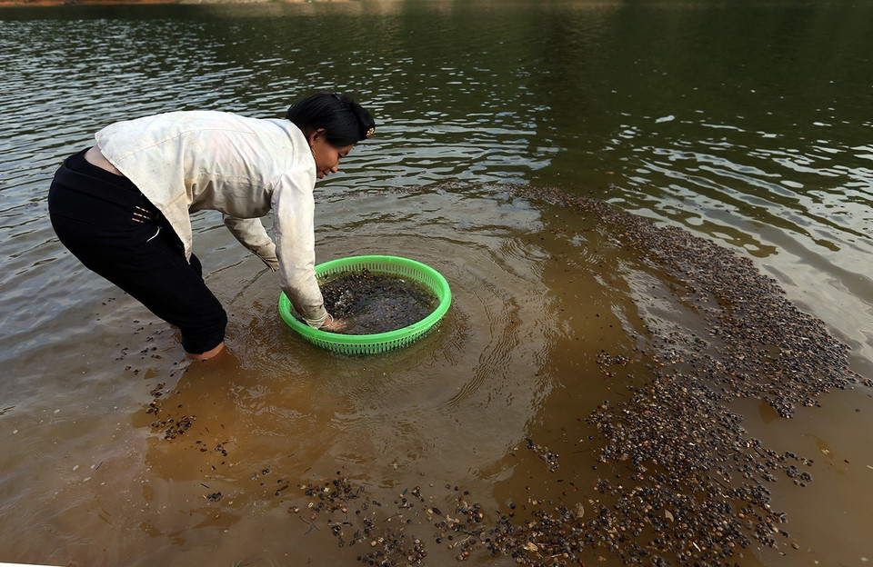 Sau khi nhặt trên rừng về, người dân đem hạt dẻ ra rửa và sàng lọc những hạt lép, bụi bẩn. (Ảnh: Phan Tuấn Anh/TTXVN)
