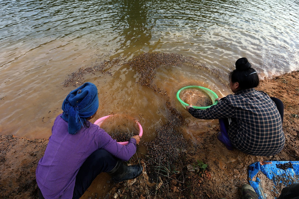 Người dân rửa và loại bỏ những hạt dẻ lép sau khi thu hoạch. (Ảnh: Phan Tuấn Anh/TTXVN)