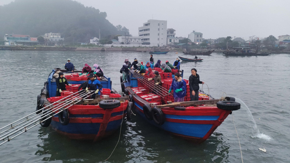 Từ sáng sớm, nhiều tàu thuyền đã bắt đầu cập bến tại chợ cá Nghi Thủy, thị xã Cửa Lò, tỉnh Nghệ An để đem hải sản xuống chợ. (Ảnh: Nguyễn Văn Nhật/TTXVN)