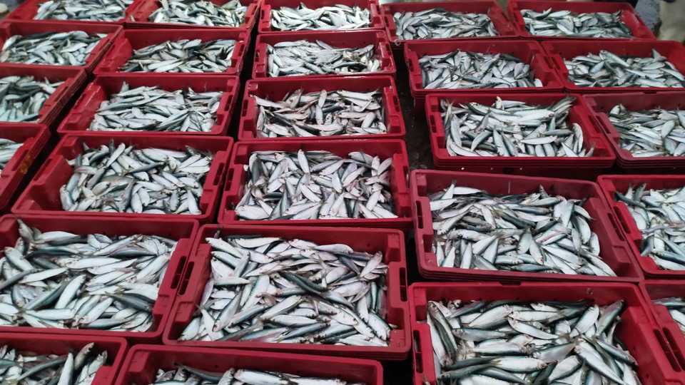 Nhiều loại hải sản tươi ngon, hấp dẫn mới được đánh bắt từ biển đem đến chợ cá Nghi Thủy, thị xã Cửa Lò, tỉnh Nghệ An. (Ảnh: Nguyễn Văn Nhật/TTXVN) 