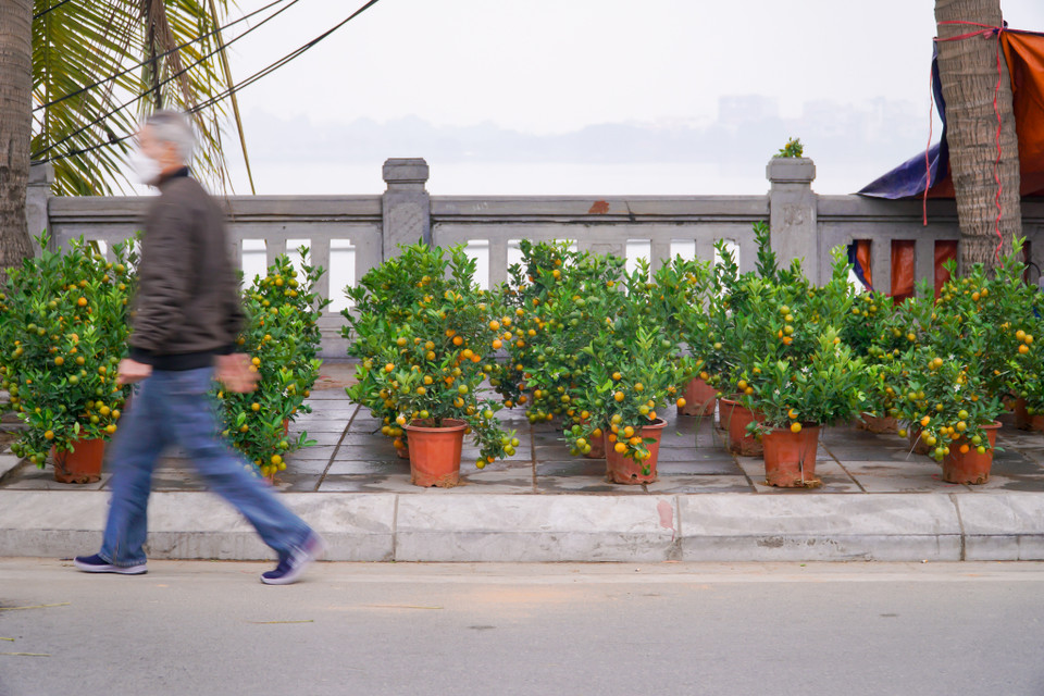 Đào quất bày bán đầy đường nhưng vẫn bị khách hàng ‘lơ đẹp.’ (Ảnh: Minh Hiếu/Vietnam+)