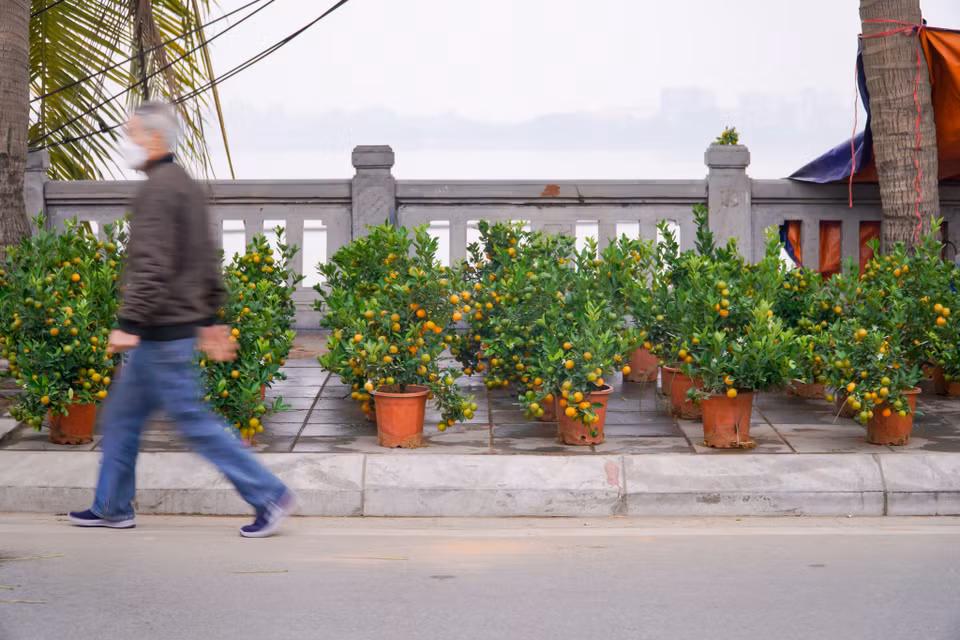 Đào quất bày bán đầy đường nhưng vẫn bị khách hàng ‘lơ đẹp.’ (Ảnh: Minh Hiếu/Vietnam+)