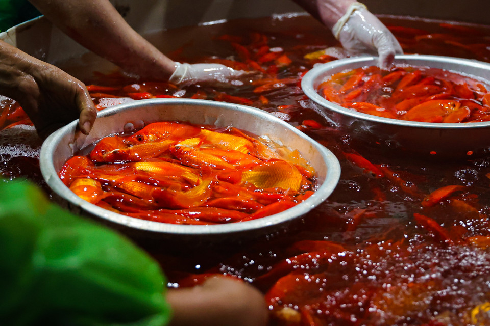 Theo khảo sát, giá cá chép tại đây hôm nay dao động từ 230.000-250.000 đồng/kg. Một số tiểu thương cho biết giá sẽ tăng thêm khi càng đến gần ngày 23 tháng Chạp. (Minh Hiếu/Vietnam+)