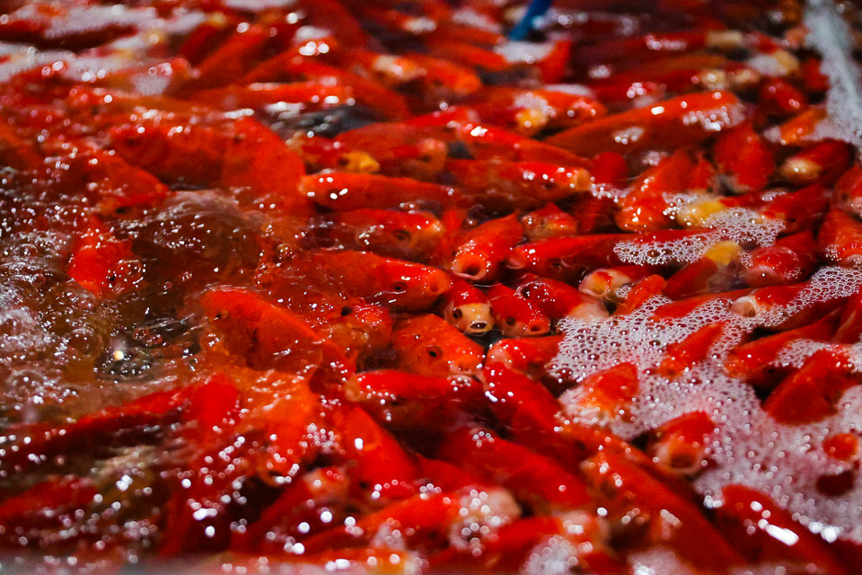 So với cá chép vàng thì cá chép đỏ được nhiều người lựa chọn hơn bởi cá khỏe, màu sắc tươi tắn. (Minh Hiếu/Vietnam+)