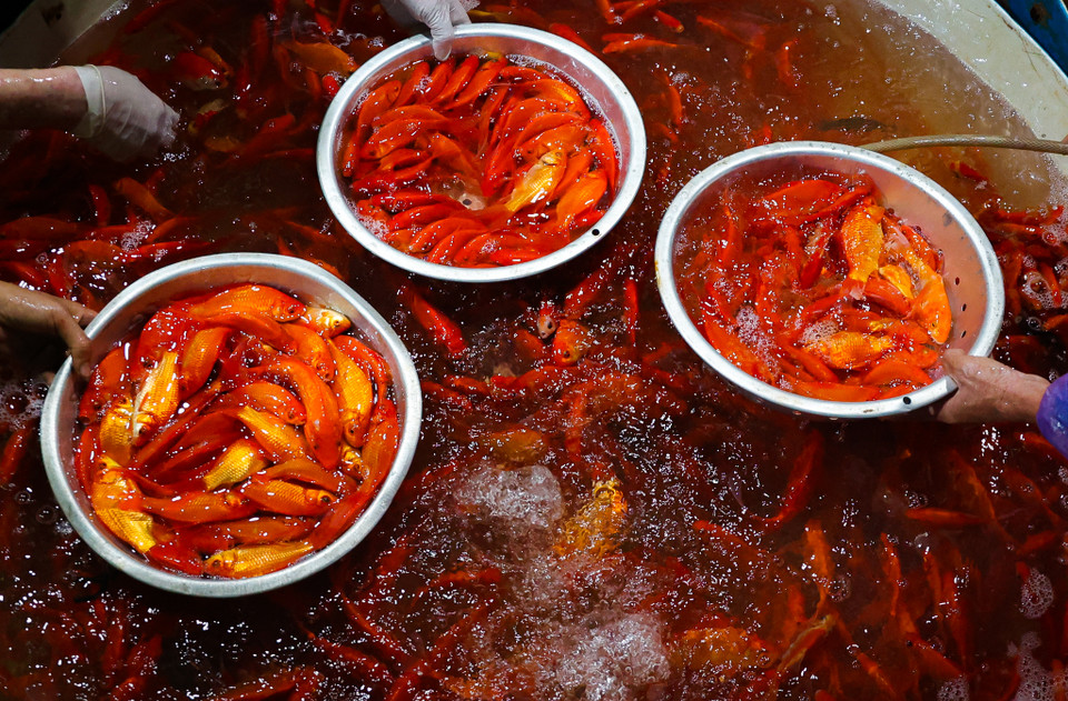 Khi xe hàng chở cá vào chợ, cá sẽ được đưa vào cân, rồi được phân loại cá lớn, nhỏ. Các máy sục nước được bố trí dày đặc, sử dụng hết công suất để duy trì sự sống cho cá. (Minh Hiếu/Vietnam+)