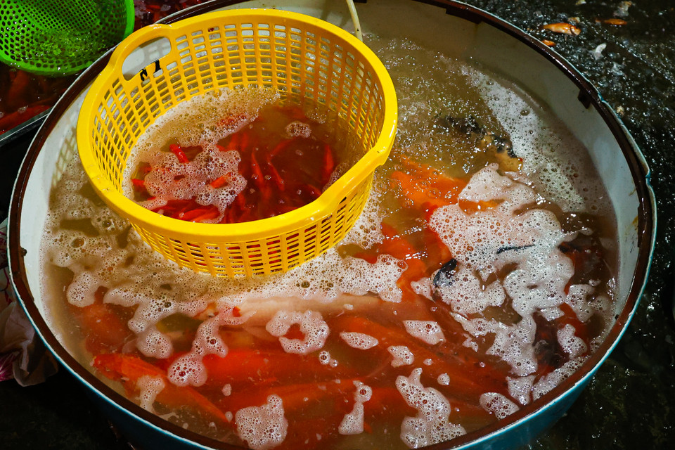 Trong đó, cá chép đỏ được phân chia thành nhiều loại như chép tam dương, chép vàng chanh, chép đỏ ớt. (Minh Hiếu/Vietnam+)