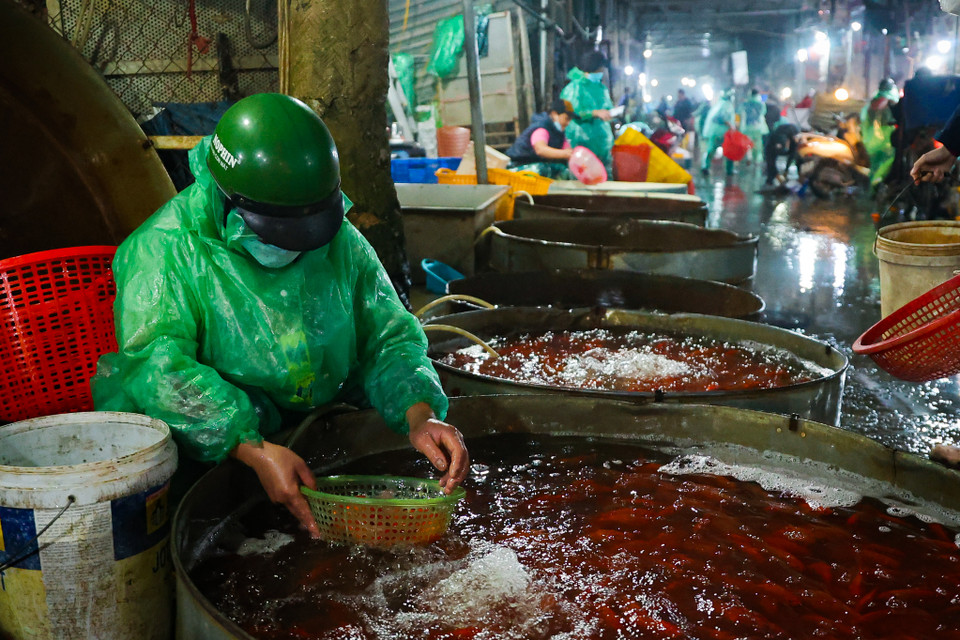 Các tiểu thương nhỏ, lẻ tranh thủ đi chợ sớm để chọn được những mẻ cá đẹp nhất mang về các chợ dân sinh bán phục vụ bà con mua cá chép cúng ông Công, ông Táo. (Minh Hiếu/Vietnam+)
