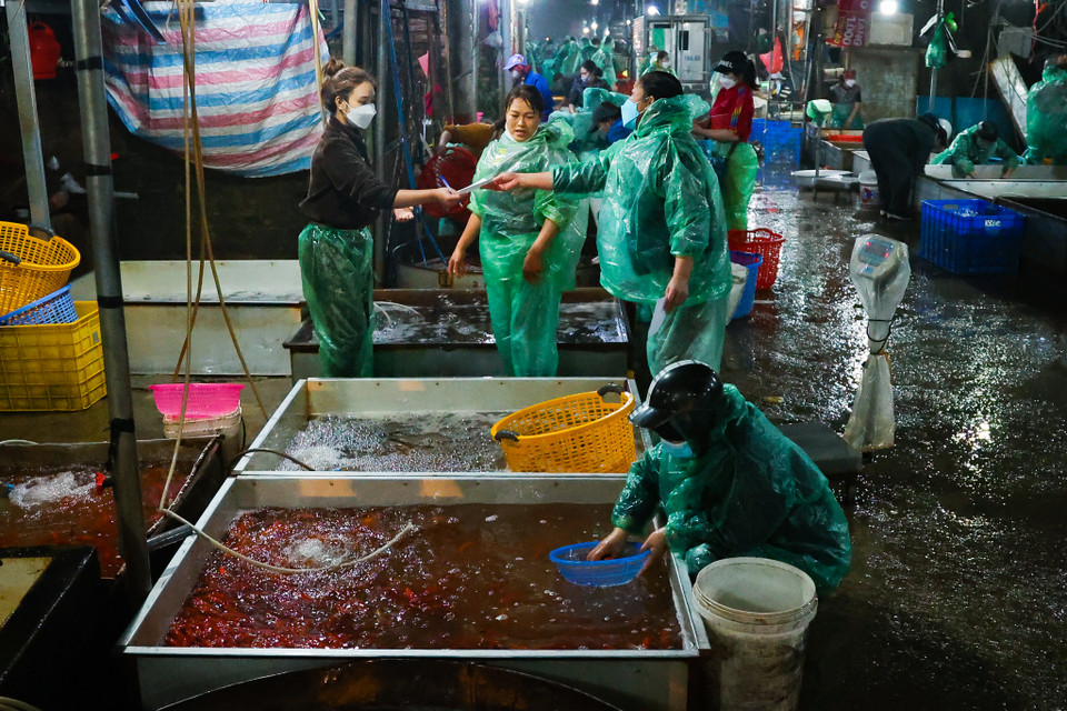 Theo ghi nhận của phóng viên, từ sáng sớm ngày 23/1 (21 tháng Chạp), lượng người mua, bán tại chợ cá đầu mối vô cùng nhộn nhịp. (Minh Hiếu/Vietnam+)