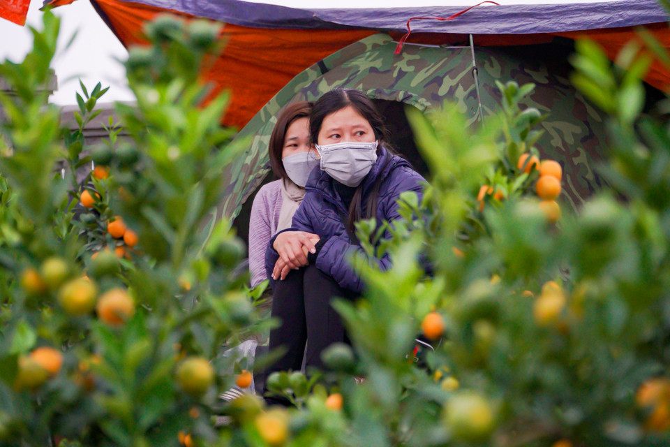 Mặc dù giá bán đào, quất ở thời điểm hiện tại đã giảm khá nhiều so với những năm trước, song lượng người mua vẫn không đáng kể. (Ảnh: Minh Hiếu/Vietnam+)